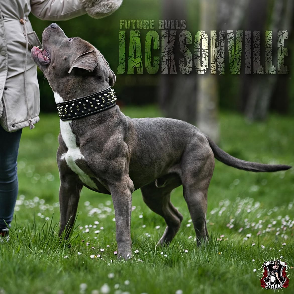 The "Crown" collar Black-3