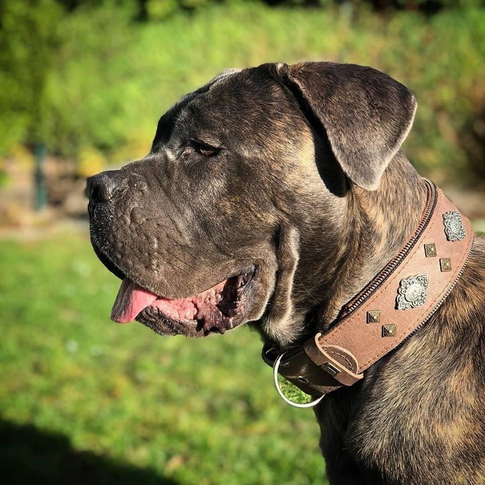„Aztec“ graues Hundehalsband