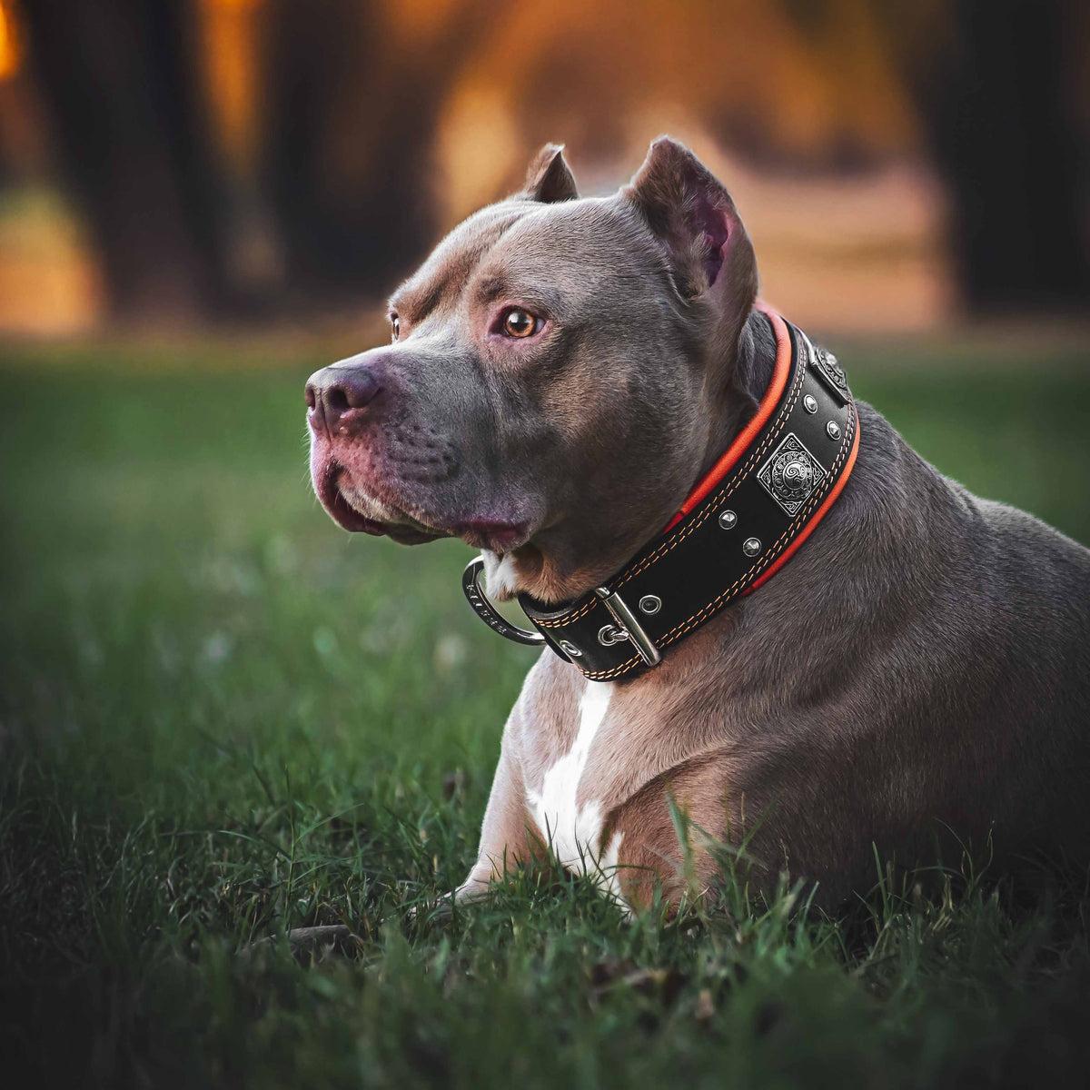 The "Eros" collar 2.5 inch wide black & orange-2