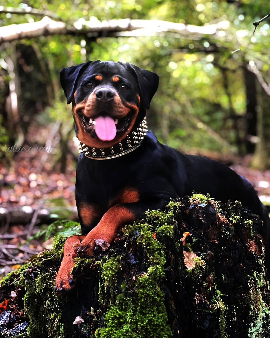 The "Gold Giant" collar-3
