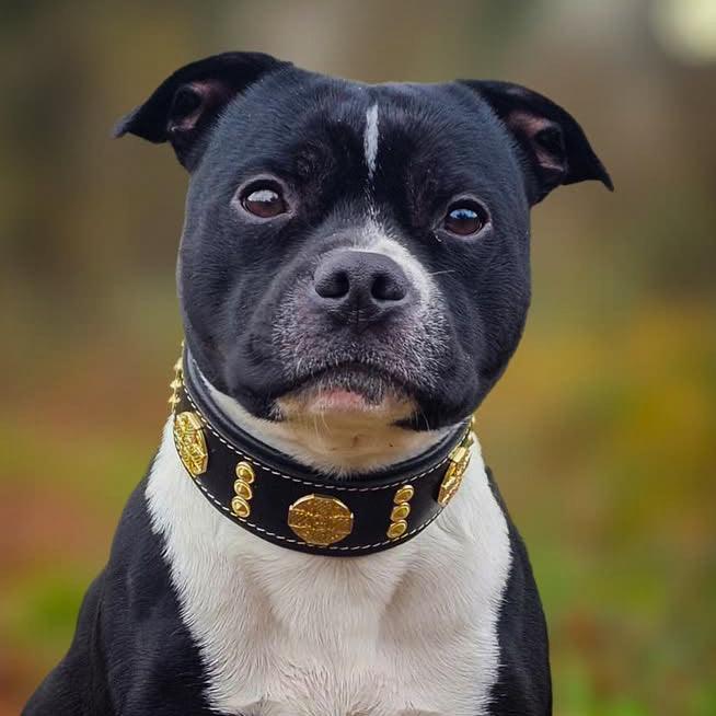 The "Maximus" collar 2 inch wide gold decoration-3