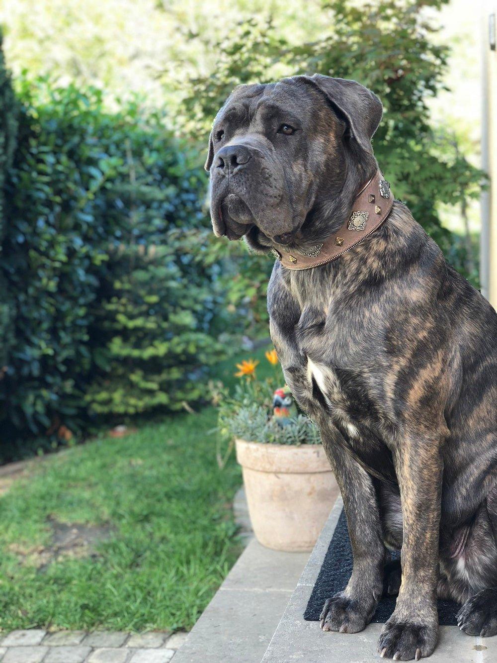 „Aztec“ graues Hundehalsband