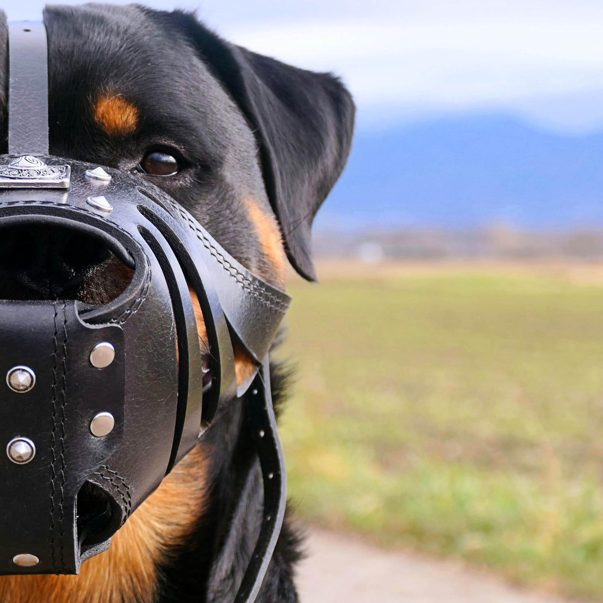 ''Eros'' Basket Muzzle All Black-2