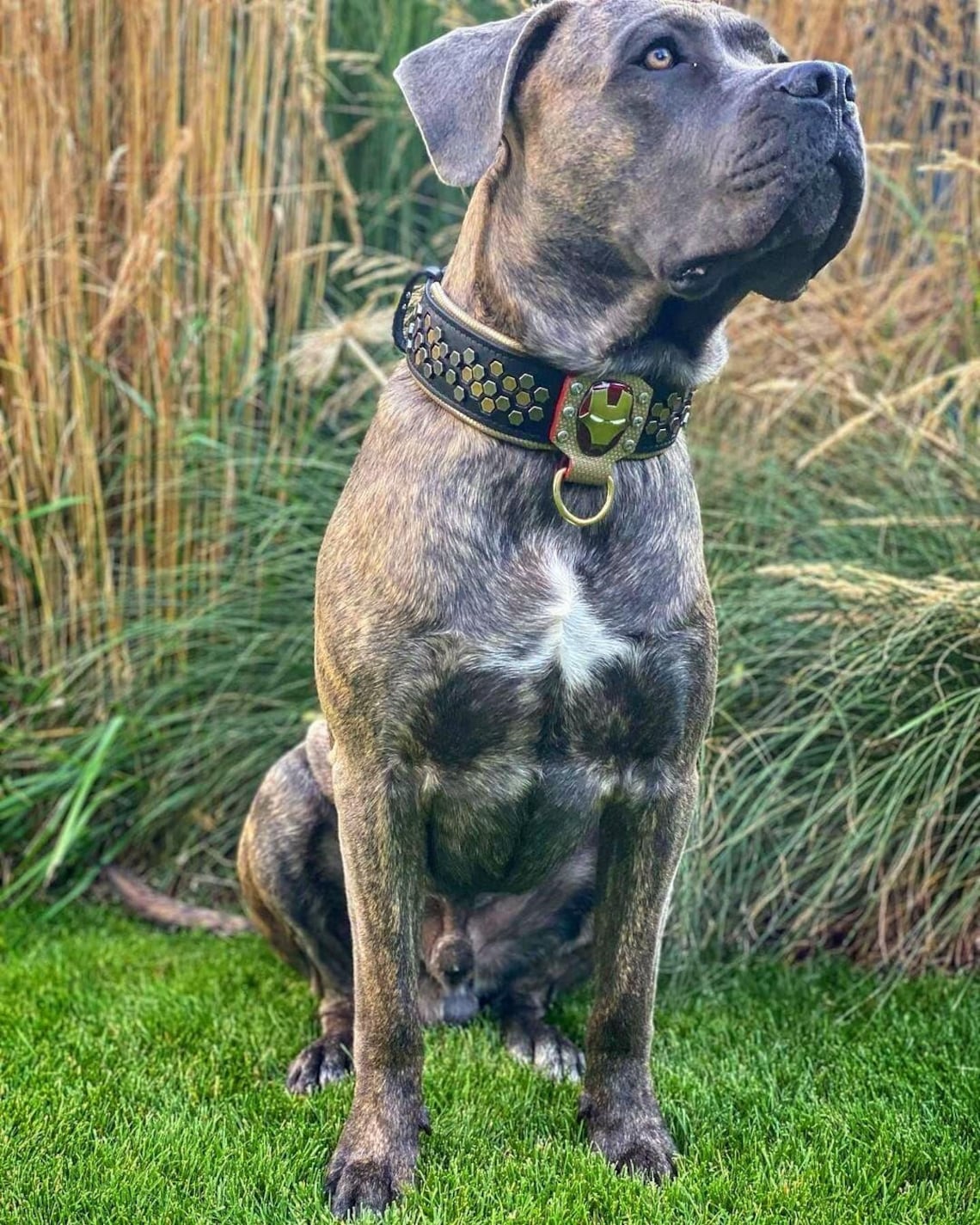 Irondog Collar-3