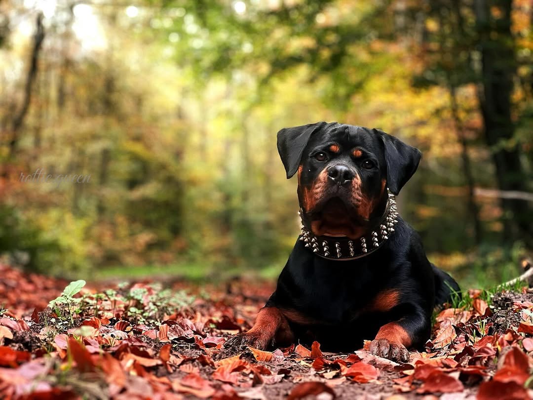 The "Gold Giant" collar-2