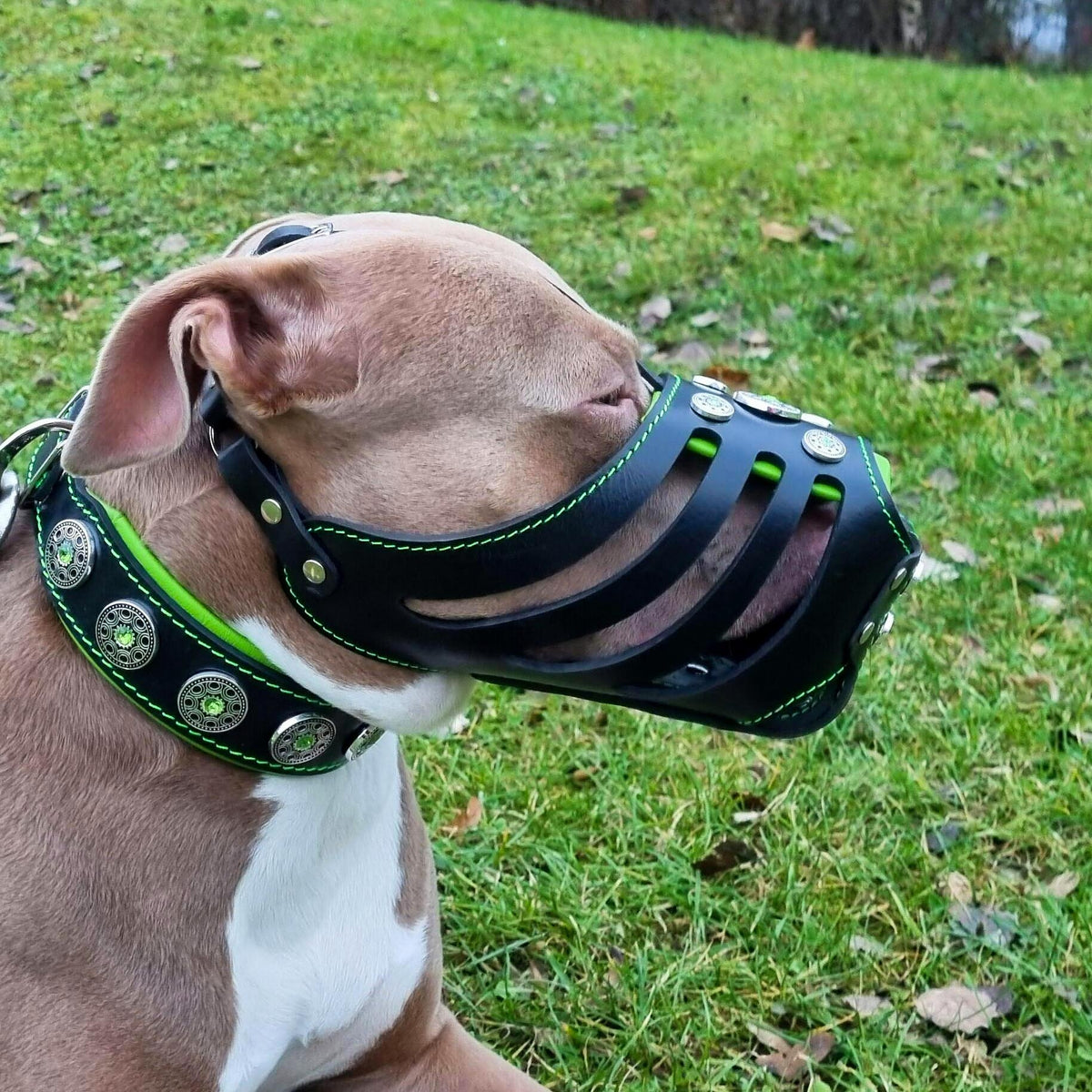 The ''Bijou'' Basket Muzzle Black & Green-1