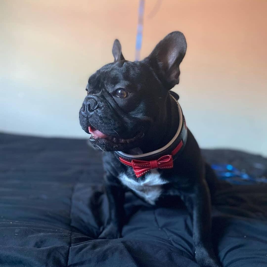 The "Bowtie" collar black-2