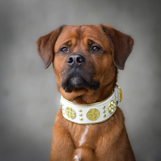Das „Maximus“-Halsband, 2,5 Zoll breit, Weiß & Gold