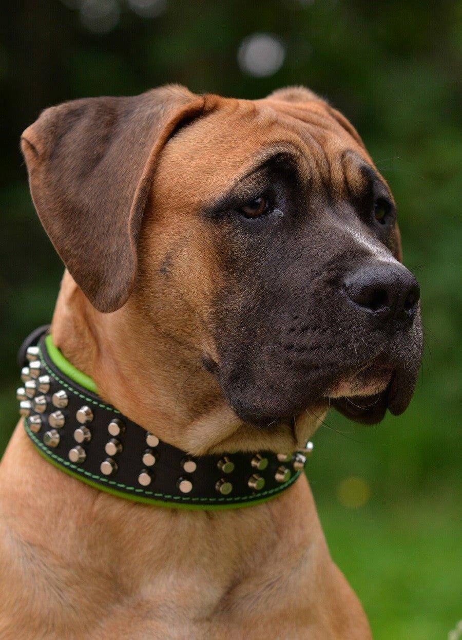 The "Stud" dog collar-3
