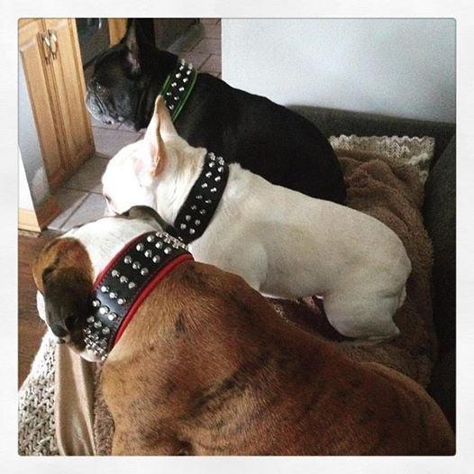 The "Stud" dog collar-2