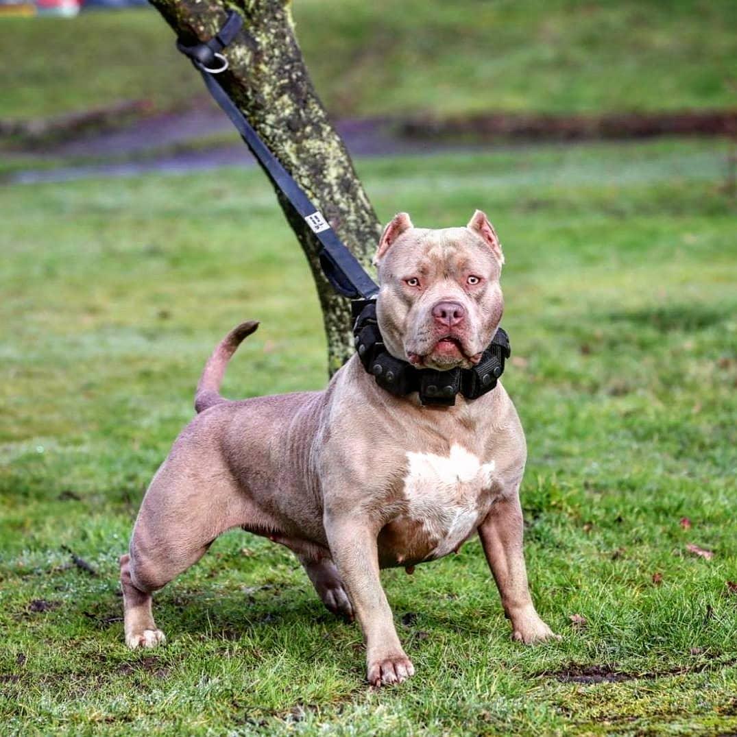 Gewichtetes Hundetrainingshalsband. Große Rassen. 5 lbs gesamt. Herausnehmbare Gewichte.